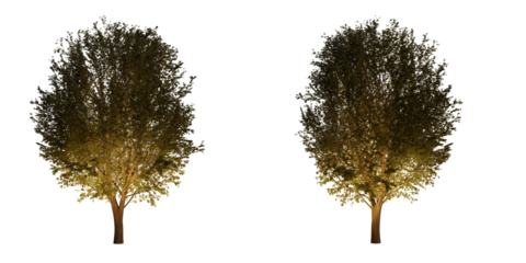 isolated, cutout, hires ulmus minor tree night scene with uplight in transparent background, best for parking landscape design, best for night render visualisation, post production and compositing.