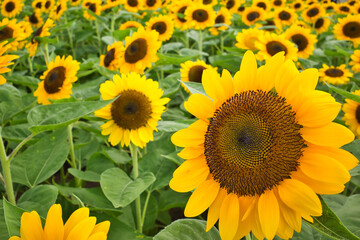 長崎県佐世保市にあるハウステンボスの風景