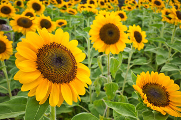 長崎県佐世保市にあるハウステンボスの風景
