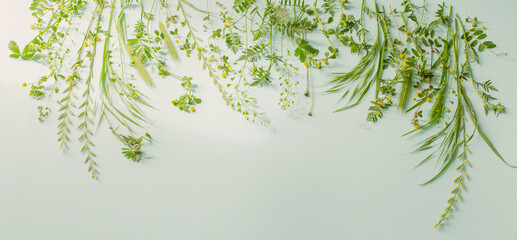 wild plants on green paper background