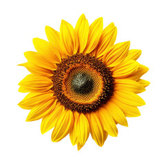 Sunflower head isolated on transparent background