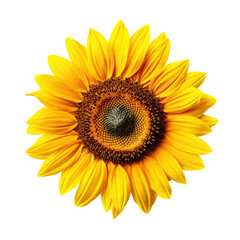 Fototapeta premium Sunflower head isolated on transparent background