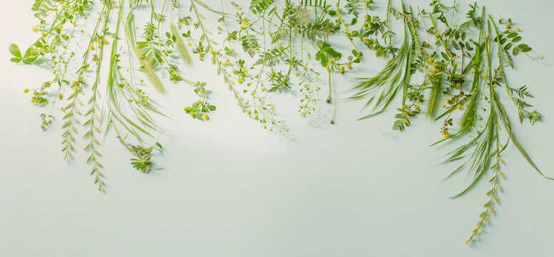 wild plants on green paper background © Maya Kruchancova