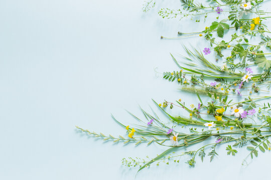 Wild Grass And Flowers On Green Paper Background