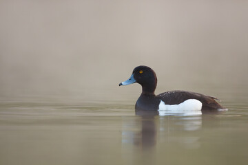 The tufted duck male on the calm water level with morning mist in the background. Aythya fuligula, wildlife, Slovakia.