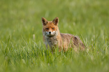 Red fox walking through the meadow looking to the camera with background. Vulpes vulpes, wildlife, Slovakia.