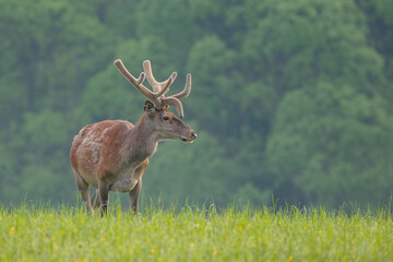 Young red deer stag with rare antlers walking through the green meadow in morning light. Deer stag with growing antlers covered in velvet. Cervus elaphus, wildlife, Slovakia