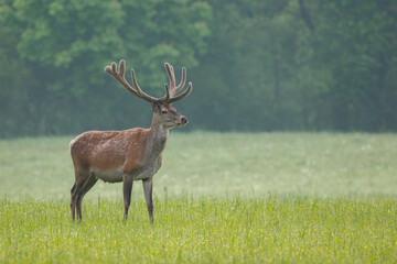 Red deer stags standing in the middle of green meadow. Stag with antlers covered in velvet. Red deer, Cervus elaphus, wildlife, Slovakia.