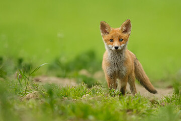 Cute little red fox cub on the edge of the green meadow looking into the camera. Vulpes vulpes, wildlife, Slovakia.