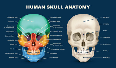 Skull Anatomy Infographic © Macrovector