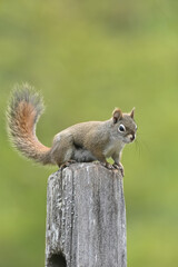 A red squirrel (Tamiasciurus hudsonicus) watches for danger from a fence post perch.