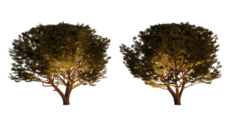 isolated, cutout, hires pinus pinaster tree night scene with uplight in transparent background, best for parking landscape design, best for night render visualisation, post production and compositing.