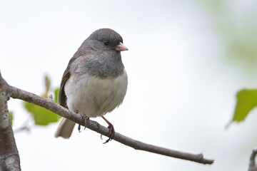 A Dark-eyed Junco (Junco hyemalis) looks for a mate in Alaska's boreal forest.