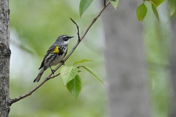 A Yellow-rumped Warbler (Setophaga coronata) looks for a mate in Alaska's boreal forest.