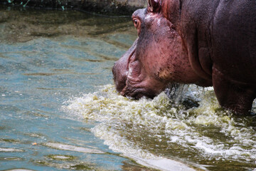 Hippopotamus beating the heat!!