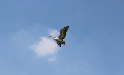 Obraz premium Embracing the limitless sky, where birds find their paradise.