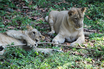 Fototapeta premium Cub playing and having fun in the jungle!1