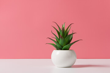 pot of green succulent plant on pink background.