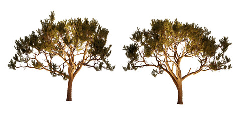 isolated, cutout, hires pine tree night scene with uplight in transparent background, best for...
