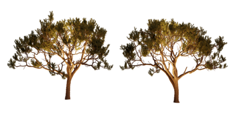 isolated, cutout, hires pine tree night scene with uplight in transparent background, best for parking landscape design, best for night render visualisation, post production and compositing.