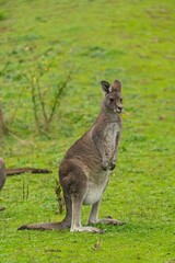 kangaroo in the grass