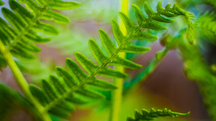 Macro de feuilles de fougère sauvages
