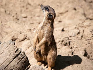 Meerkat