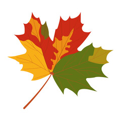 Multicolored autumn maple leaf with green, red, orange and yellow spots. Close-up icon. Isolated element for design decoration. Vector illustration on transparent and white background. Graphic design.