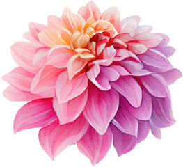 Pink Dahlia flower Watercolor