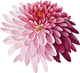 Pink Dahlia flower Watercolor