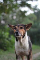 Abandoned pet dog roaming in the park, Homeless stray dog starving in the roadside