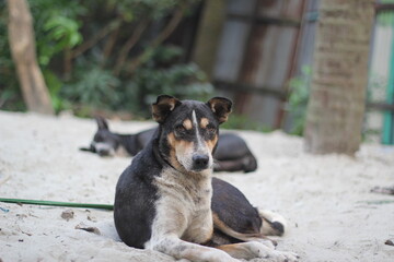 An attractive homeless dog sitting, An abandoned dog staying in the park, Stray dog starving at roadside