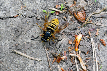 Temnostoma vespiforme beautifully colored in yellow and black