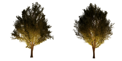 isolated, cutout, hires ulmus minor tree night scene with uplight in transparent background, best for parking landscape design, best for night render visualisation, post production and compositing.