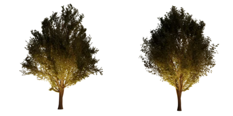 Dekokissen isolated, cutout, hires ulmus minor tree night scene with uplight in transparent background, best for parking landscape design, best for night render visualisation, post production and compositing. © AK082