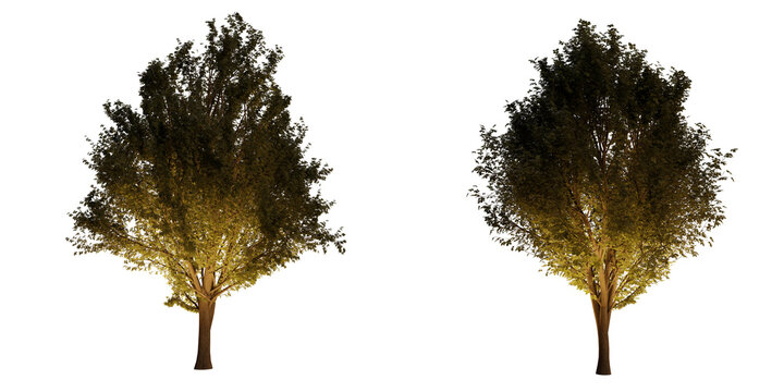 isolated, cutout, hires ulmus minor tree night scene with uplight in transparent background, best for parking landscape design, best for night render visualisation, post production and compositing.