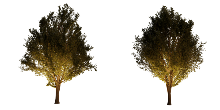 isolated, cutout, hires ulmus minor tree night scene with uplight in transparent background, best for parking landscape design, best for night render visualisation, post production and compositing.