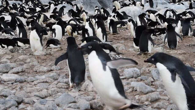 Adelie Penguins on the nest at Paulet Island in Antarctica