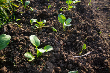 Young mustard plants in the fields.