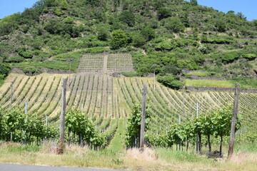 Fototapeta na wymiar Vineyards in Rhine Valley