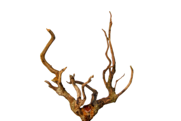 Dead driftwood tree stumps for decoration isolated on transparent background. Dry branch. PNG transparency