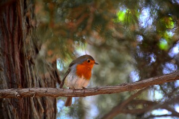 Rouge-gorge sur une branche d'arbre, Grenade, Espagne, Europe 2