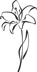Lily flower. Black line drawing of lily flower isolated on a white background. Vector line art illustration