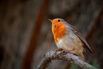 Rouge-gorge sur une branche d'arbre, Grenade, Espagne, Europe 1