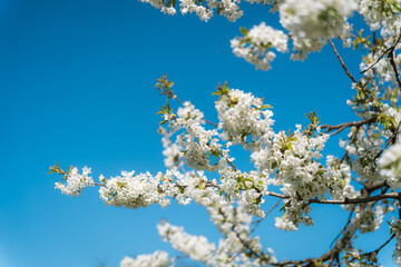 Close-up of flowering trees in spring