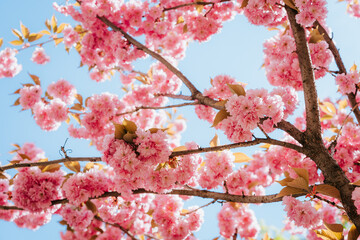 Close-up of flowering trees in spring