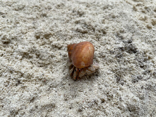 Dancing to the rhythm of the waves, like a crab on the sand.