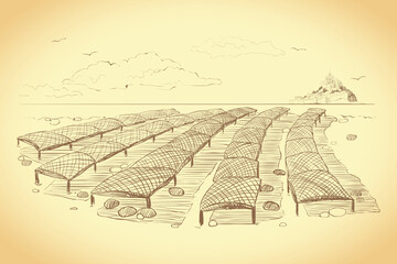 Shellfish farming. Illustration of the Norman method of growing oysters. Vector graphics of an oyster farm in San Miguel Bay. Vintage drawing in the style of engraving