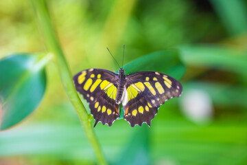 Fototapeta na wymiar Beautiful butterfly in tropical forest of Botanic Garden in Prague, Europe