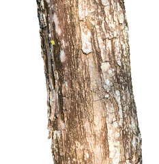Tree trunk, isolated. Transparent background.